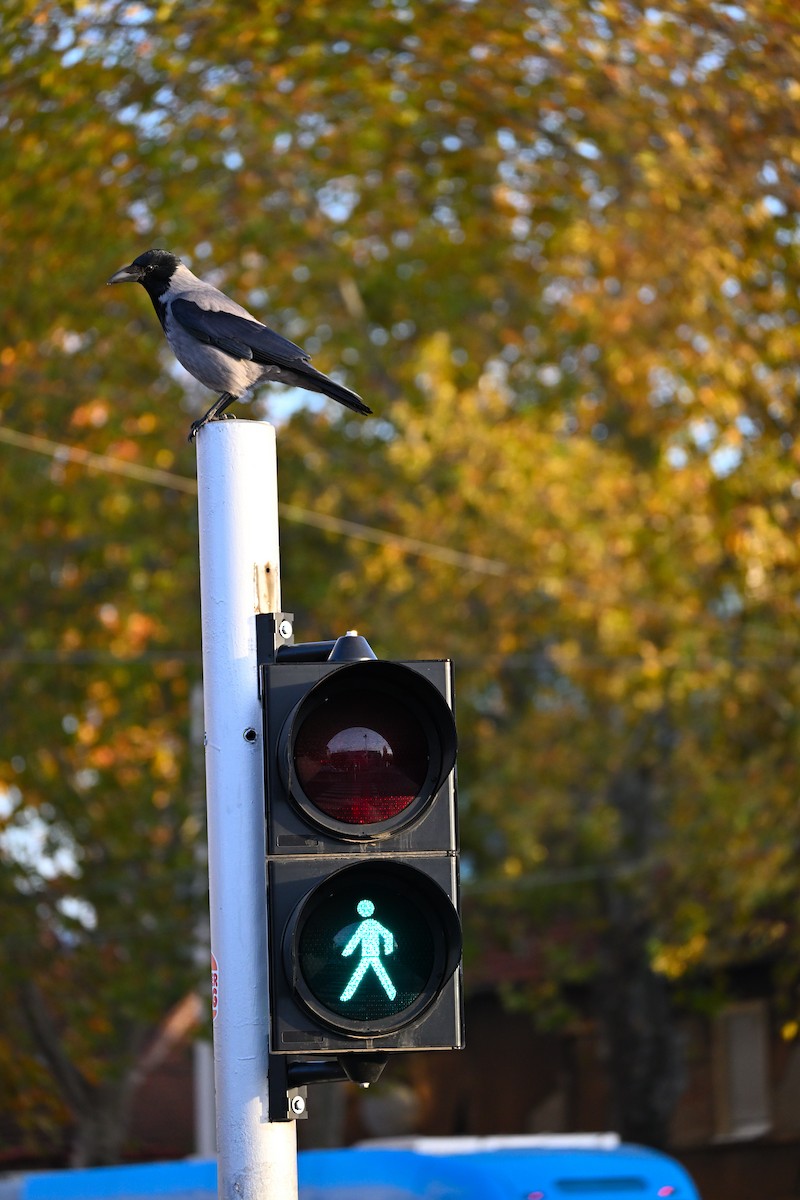 ズキンガラス - ML644515407