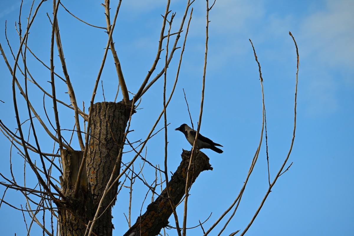 ズキンガラス - ML644515408