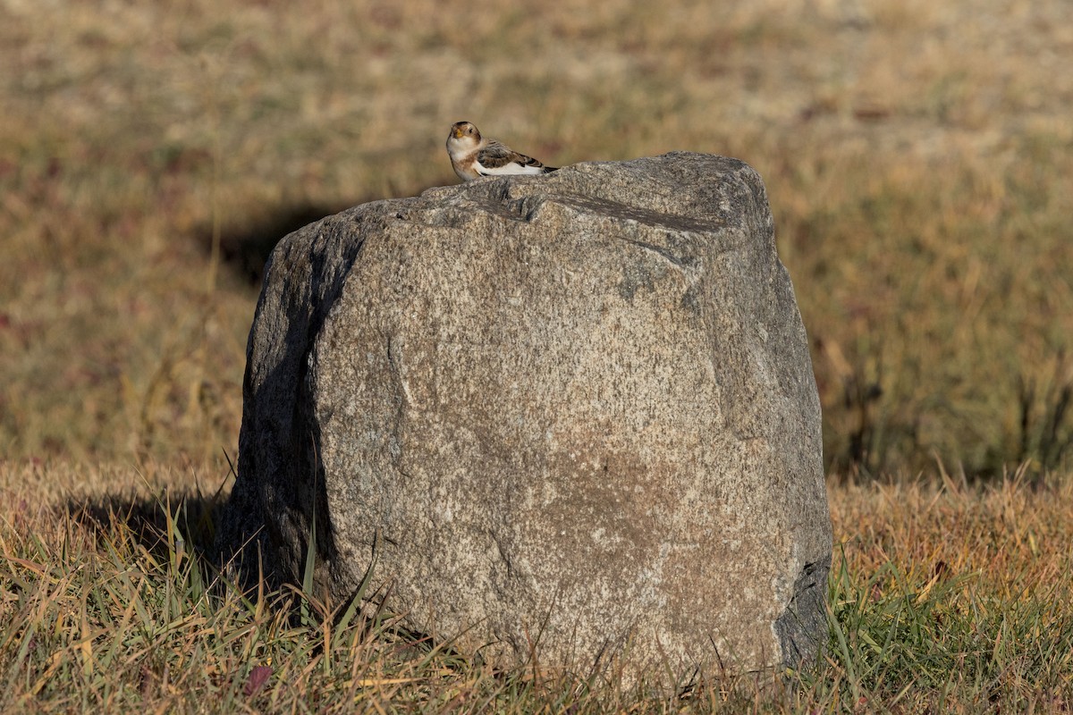 Snow Bunting - ML644515409