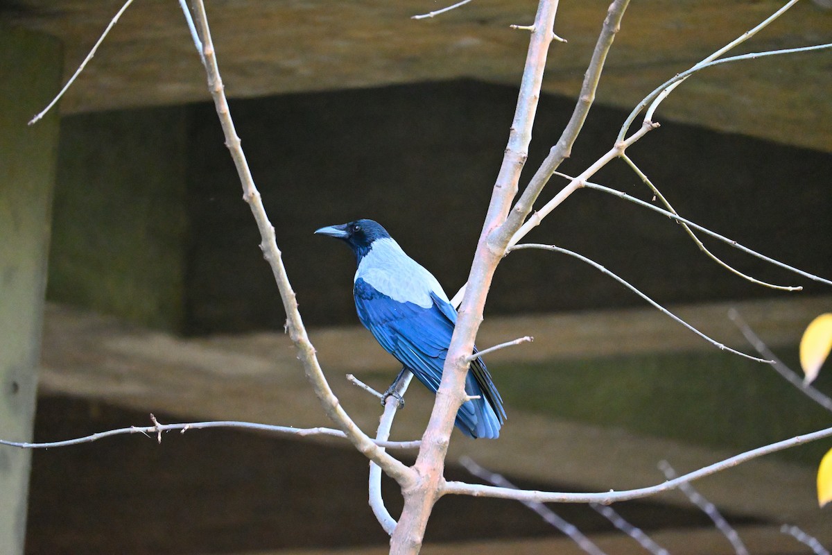 ズキンガラス - ML644515410