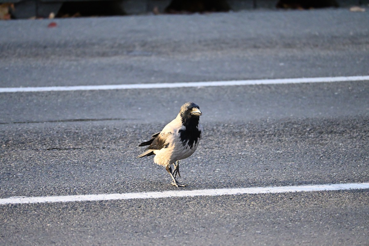 ズキンガラス - ML644515411