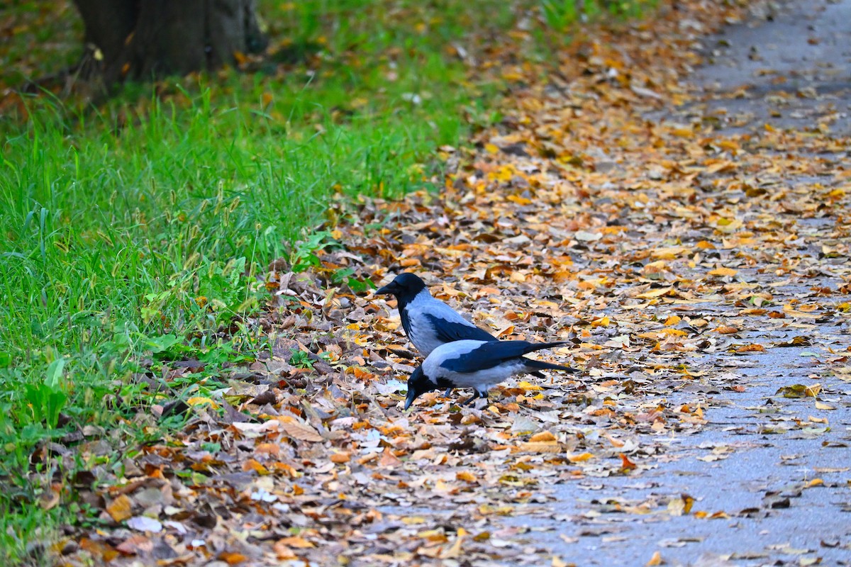 ズキンガラス - ML644515412