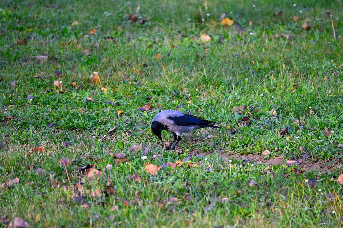 ズキンガラス - ML644515413