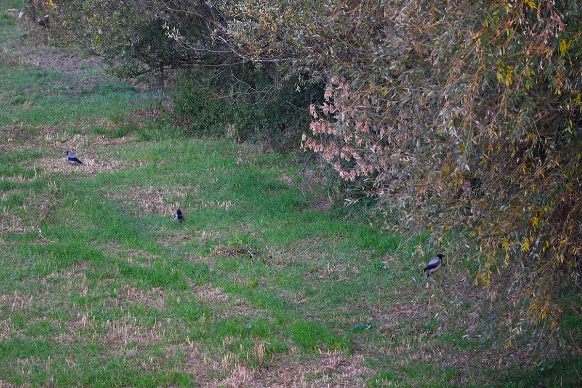 ズキンガラス - ML644515414