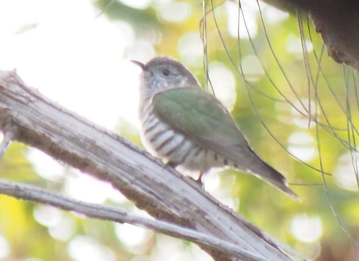 Shining Bronze-Cuckoo - ML644515427