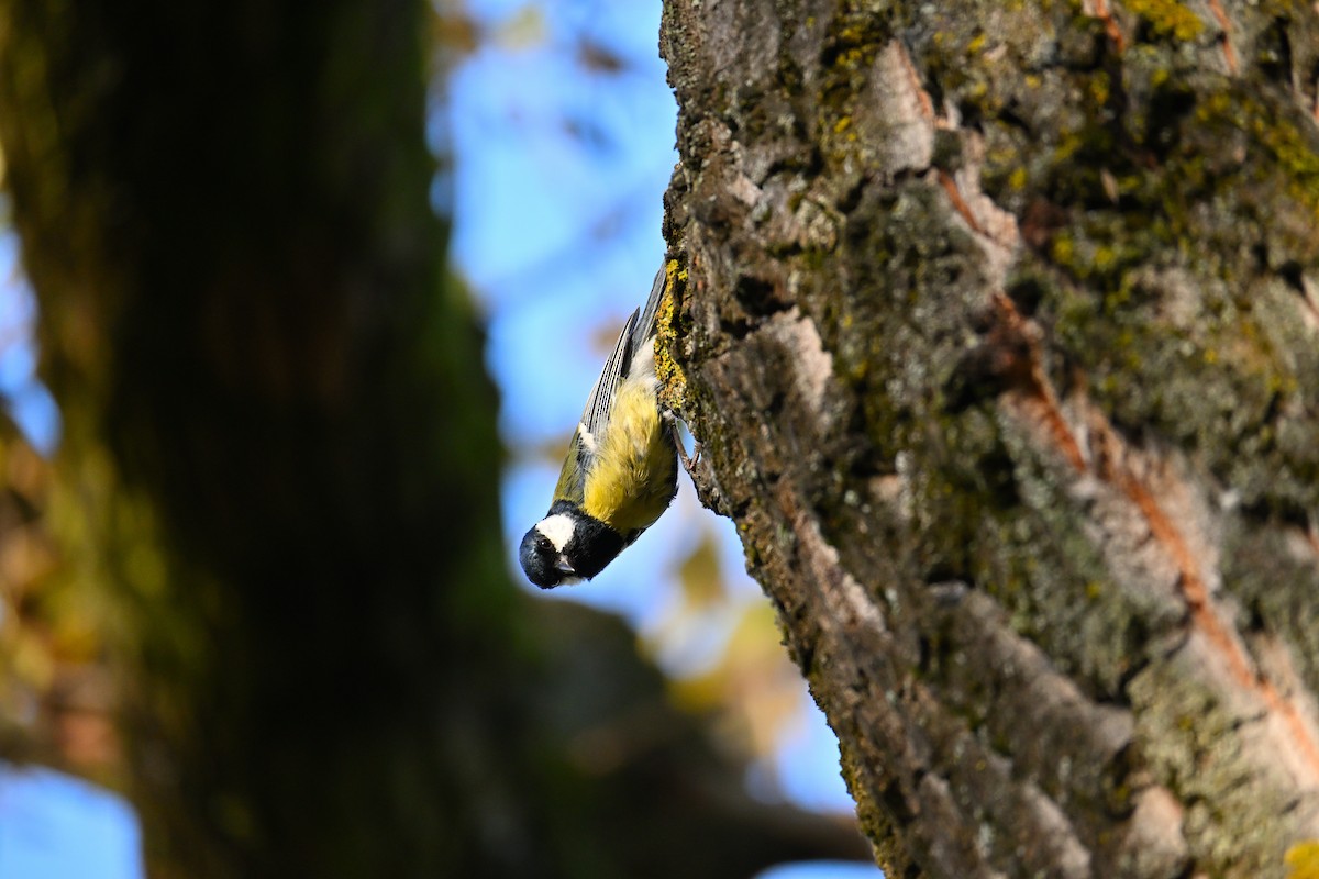 Большая синица - ML644515430