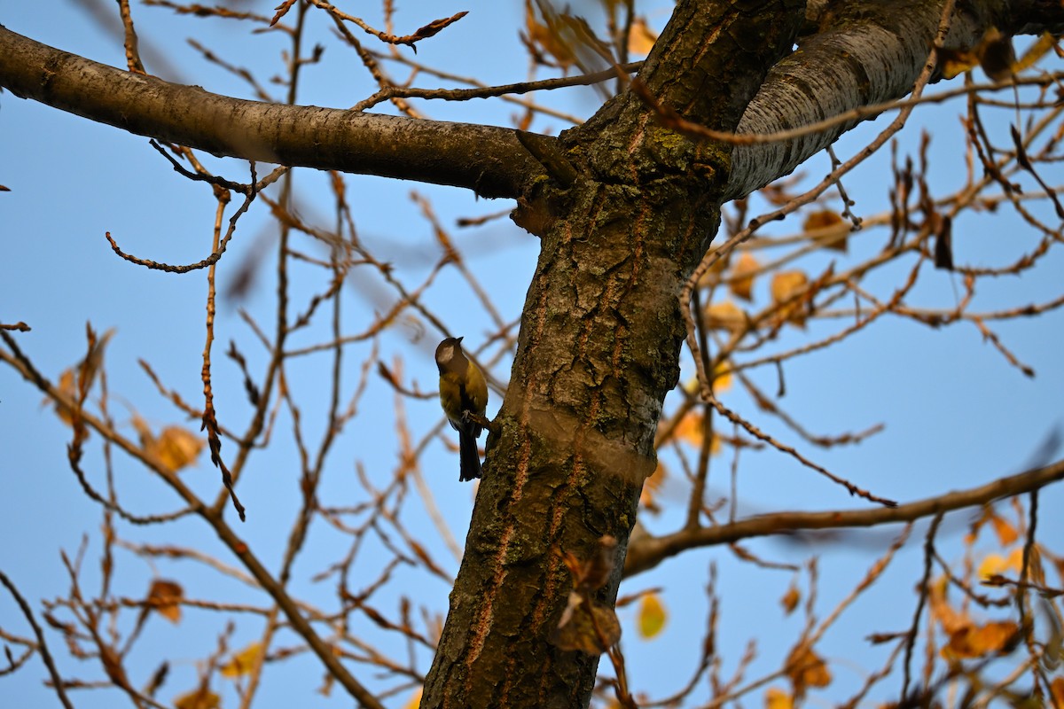 Большая синица - ML644515431