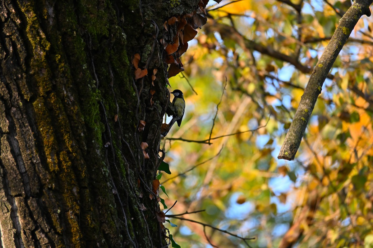 Большая синица - ML644515432