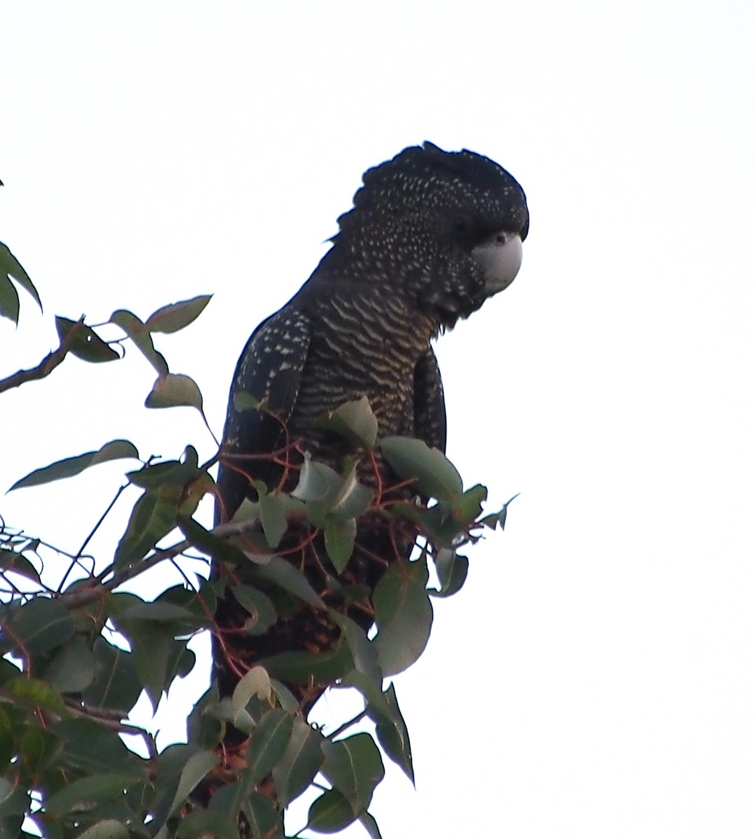 Cacatoès banksien - ML644515438