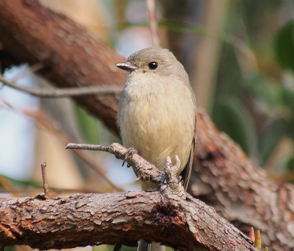 Golden Whistler (Western) - ML644515440