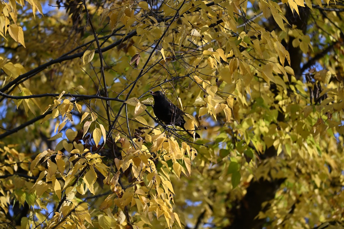 Дрізд чорний - ML644515443