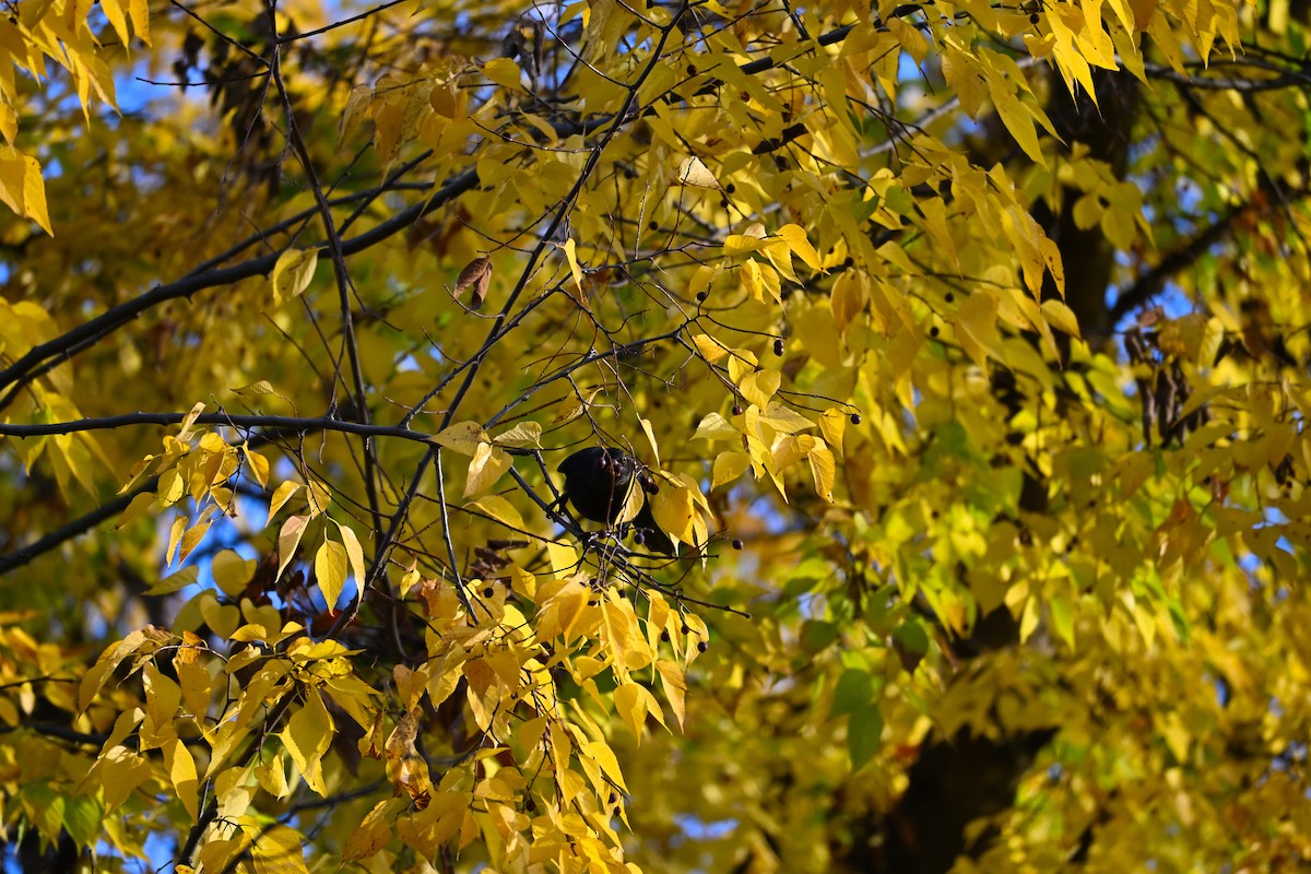 Дрізд чорний - ML644515444