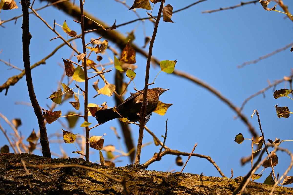 Дрізд чорний - ML644515445