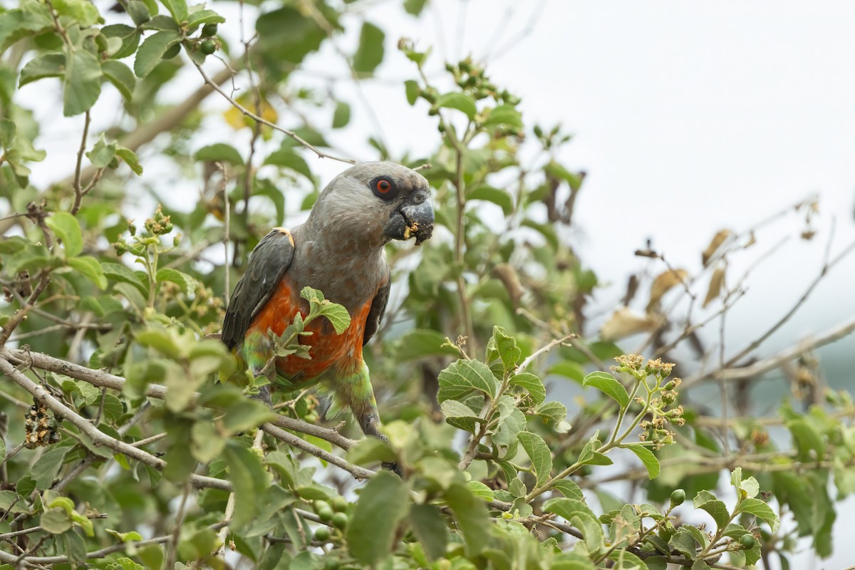 oransjebukpapegøye - ML644515449