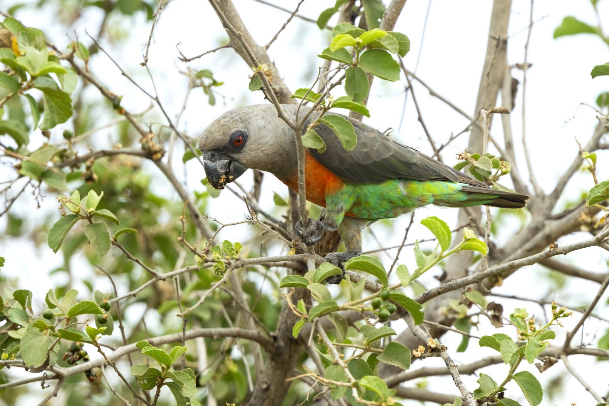 oransjebukpapegøye - ML644515450