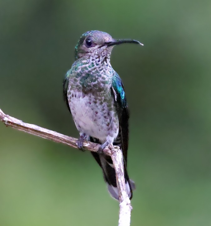 White-necked Jacobin - ML644515451