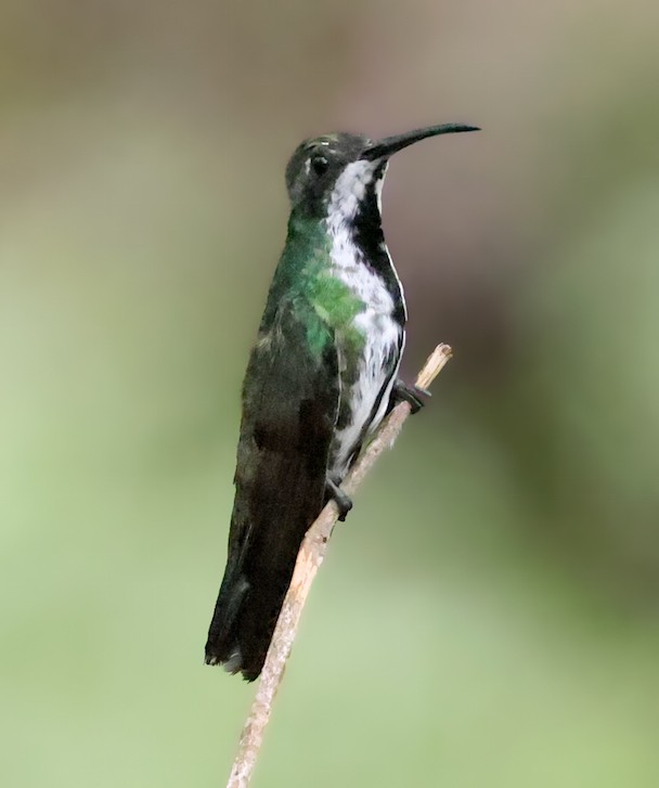 Black-throated Mango - ML644515454