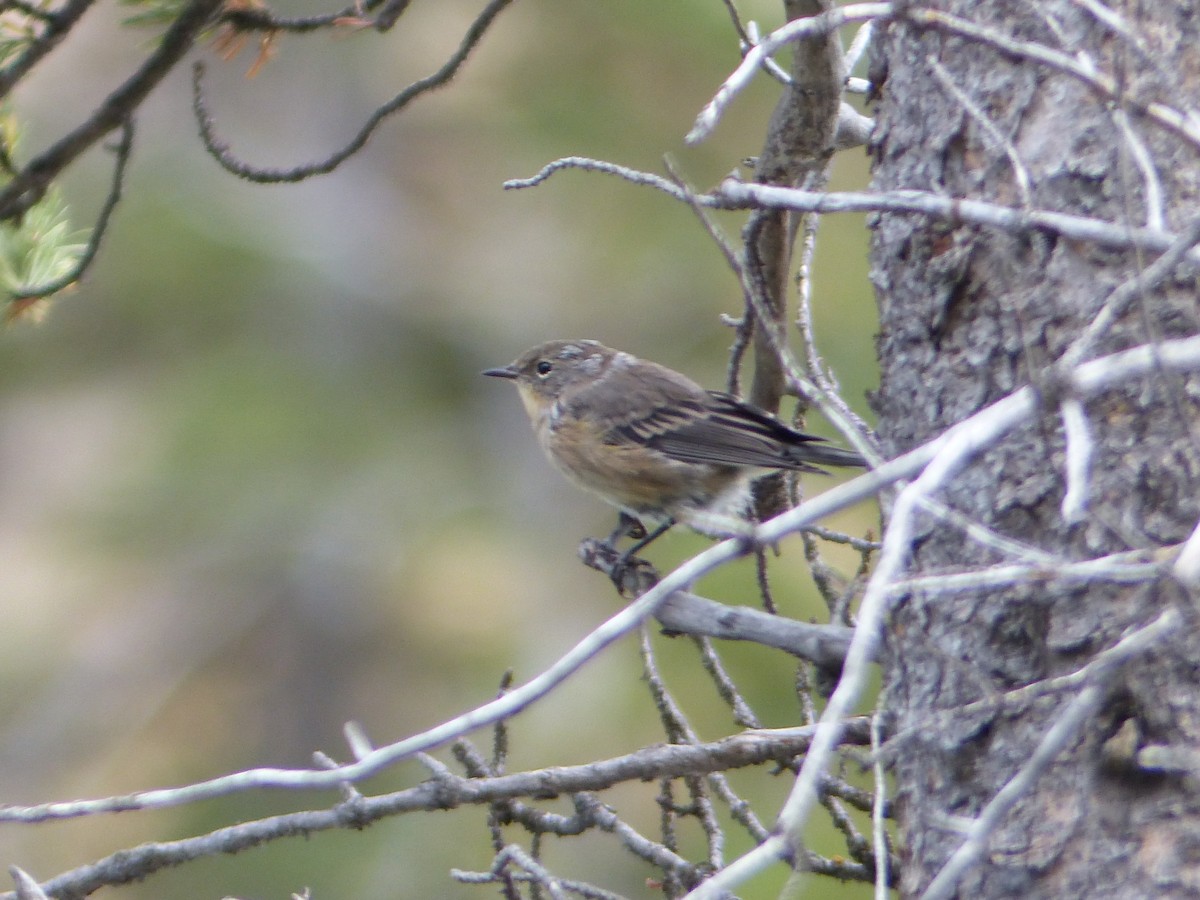 Yellow-rumped Warbler - ML644515462