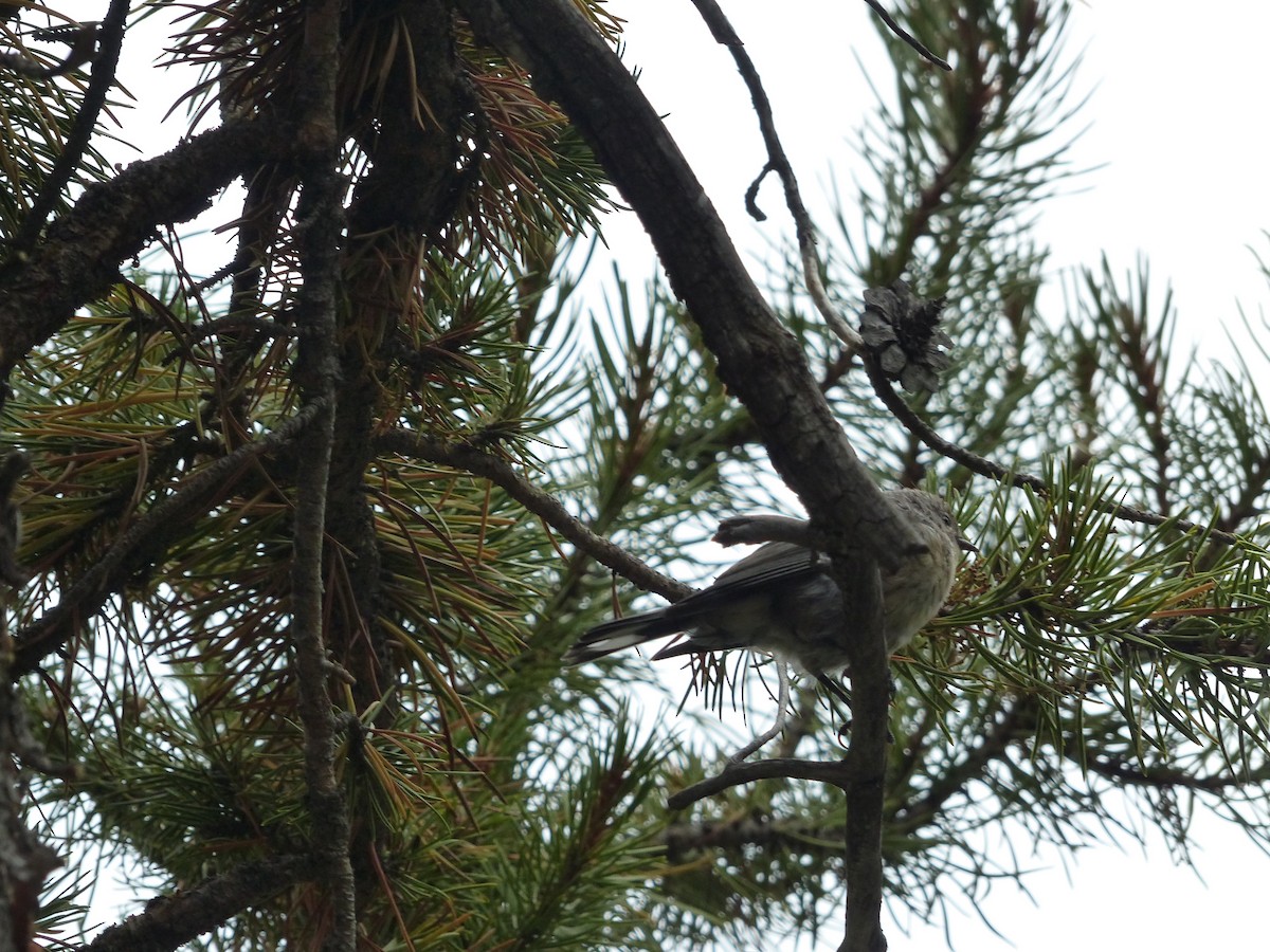 Yellow-rumped Warbler - ML644515464