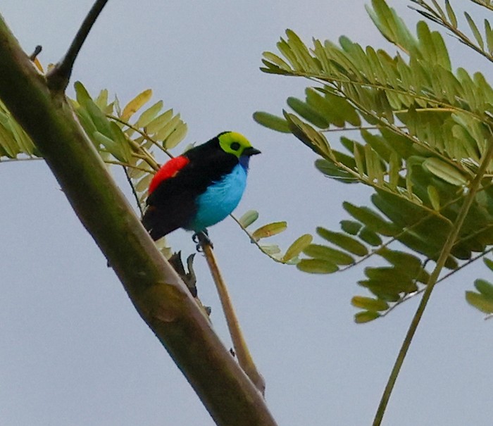 Paradise Tanager - ML644515465