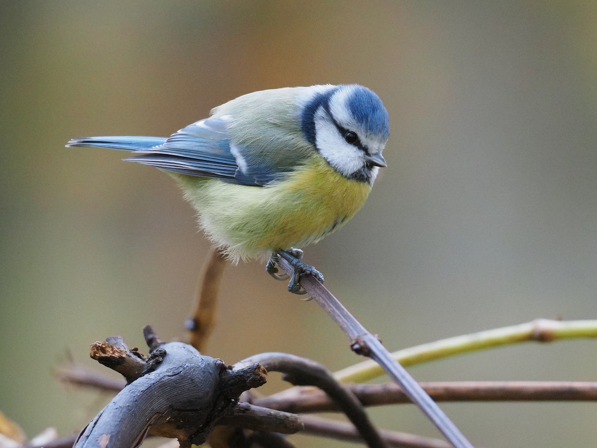 Eurasian Blue Tit - ML644515484