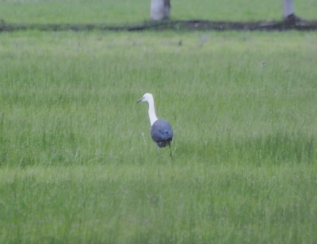Pacific Heron - ML644515486