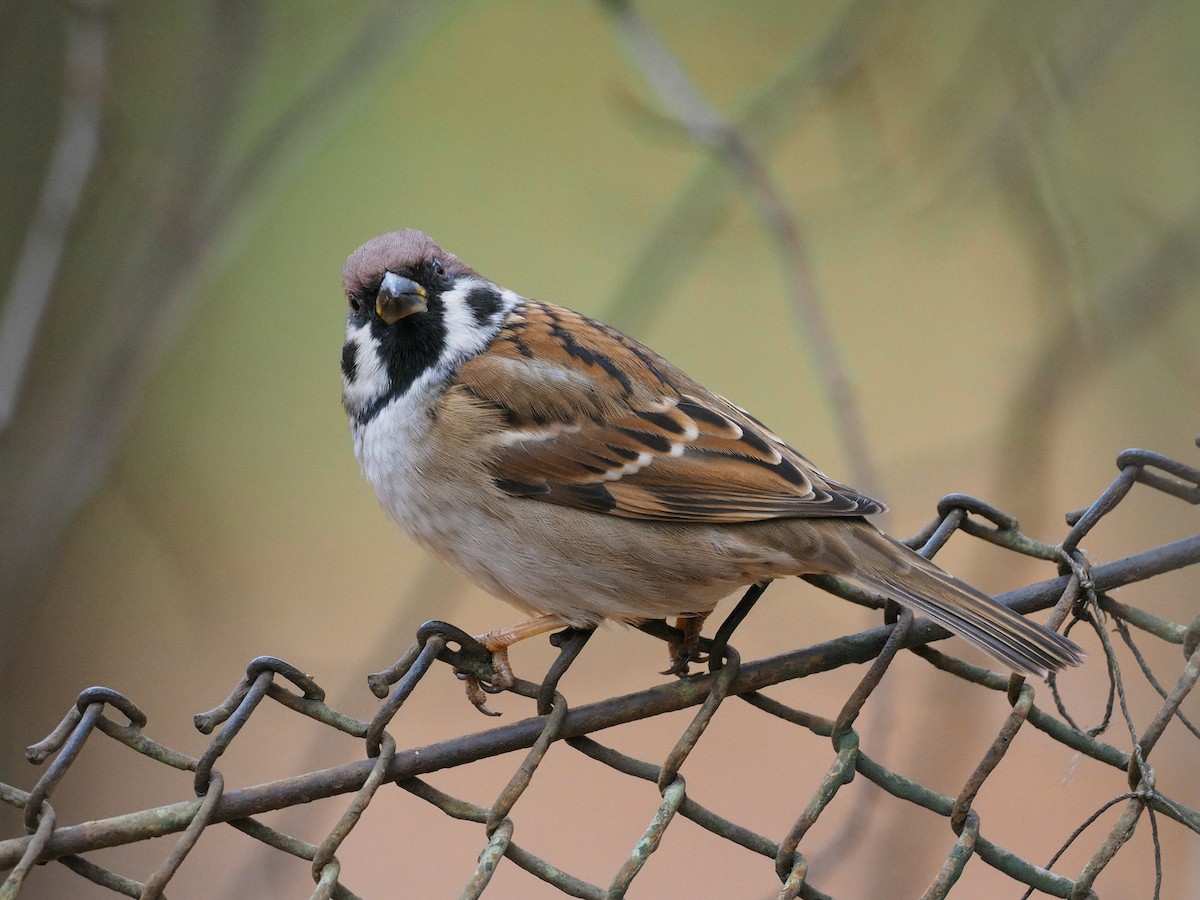 Eurasian Tree Sparrow - ML644515487