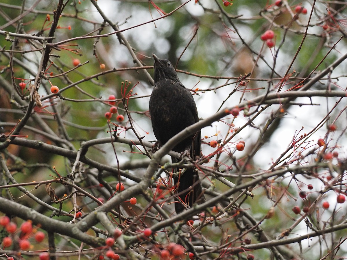 Eurasian Blackbird - ML644515489