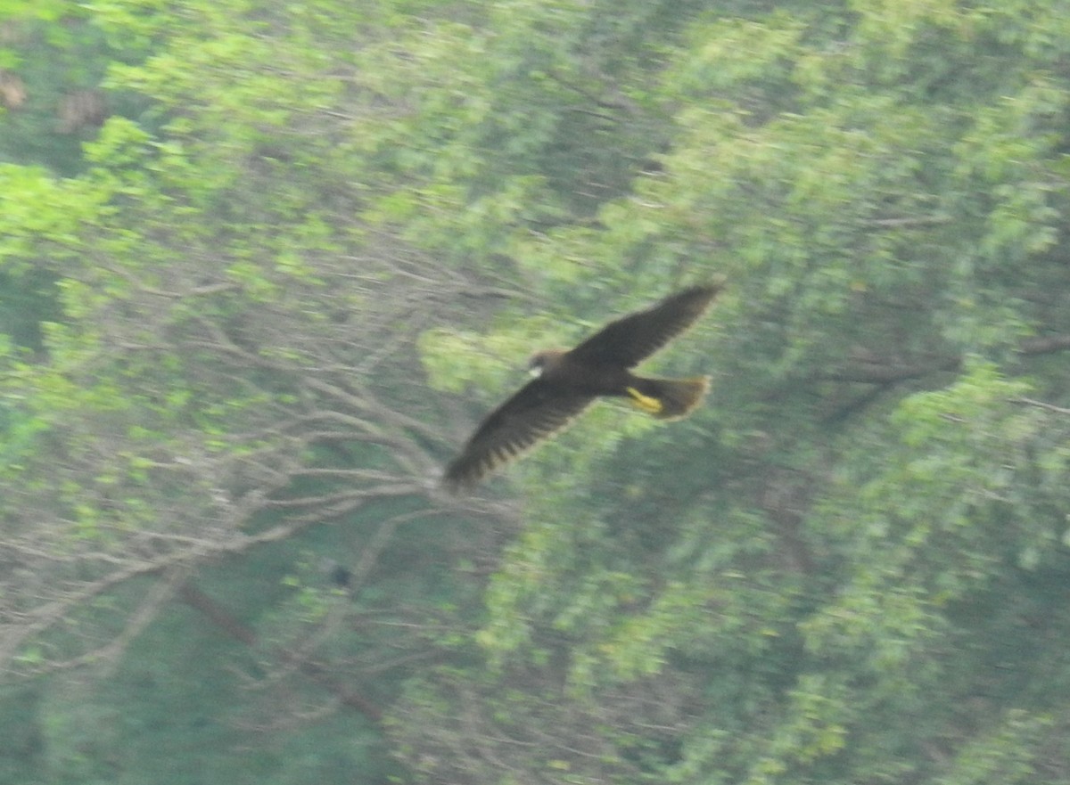 西方澤鵟 - ML644515511