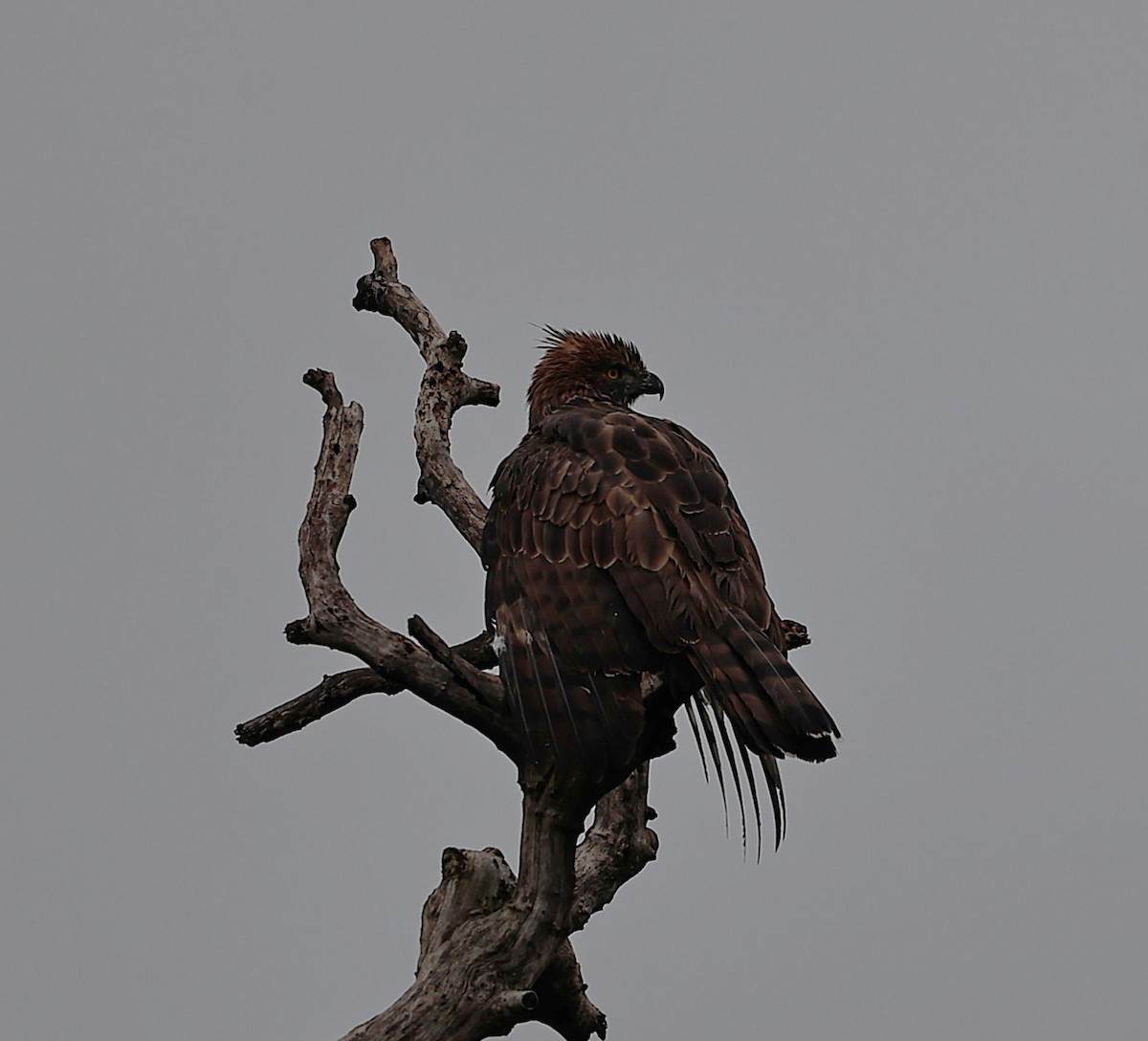 Хохлатый змееяд - ML644515526