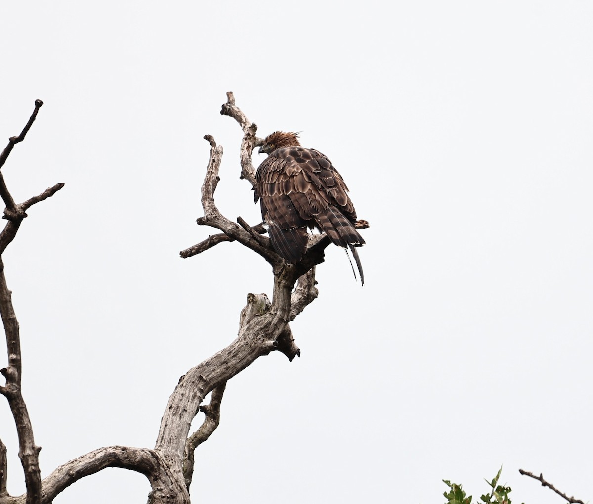 Хохлатый змееяд - ML644515527