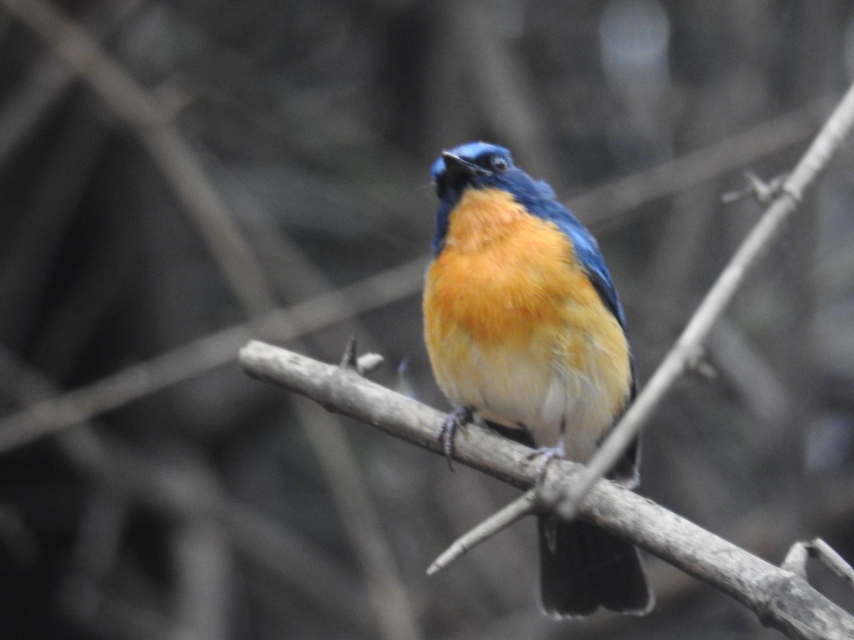 Индийская нильтава - ML644515528