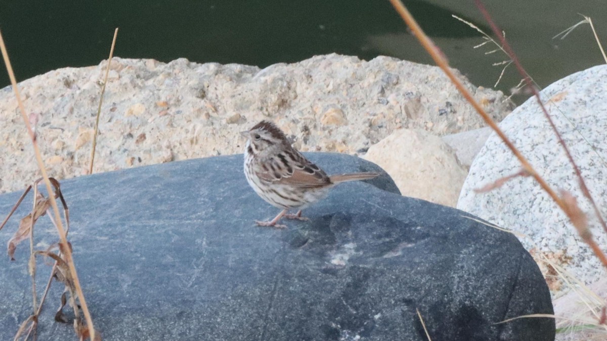Song Sparrow - ML644515529