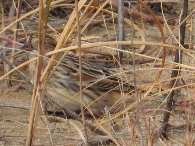 Лапландский подорожник - ML644515530