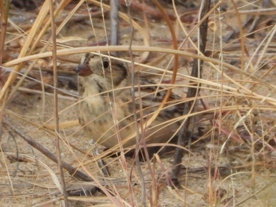 Лапландский подорожник - ML644515531