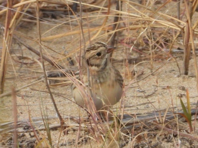 Лапландский подорожник - ML644515532