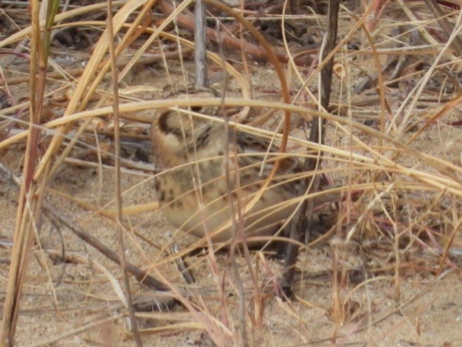 Лапландский подорожник - ML644515533