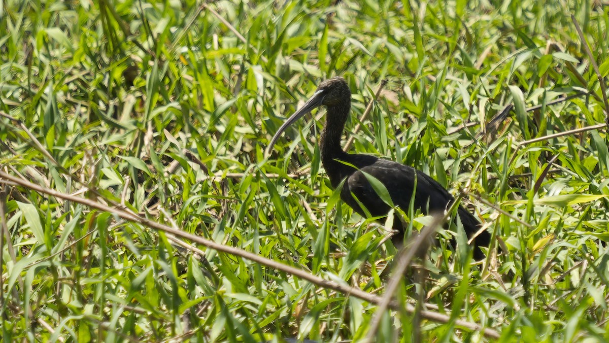 Каравайка - ML644515534