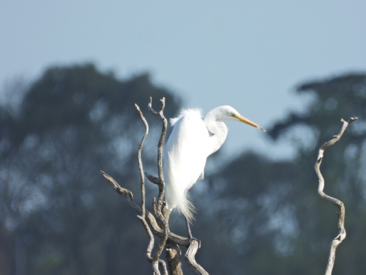 Большая белая цапля (modesta) - ML644515535