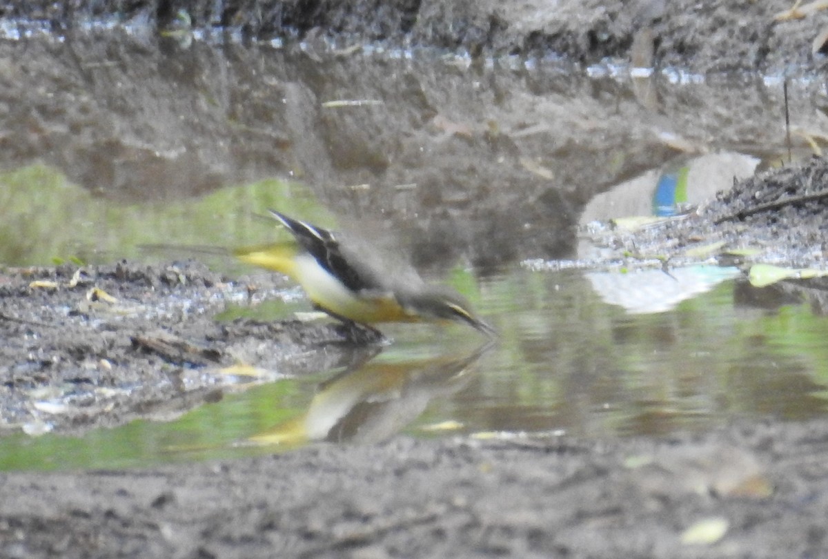 Горная трясогузка - ML644515536