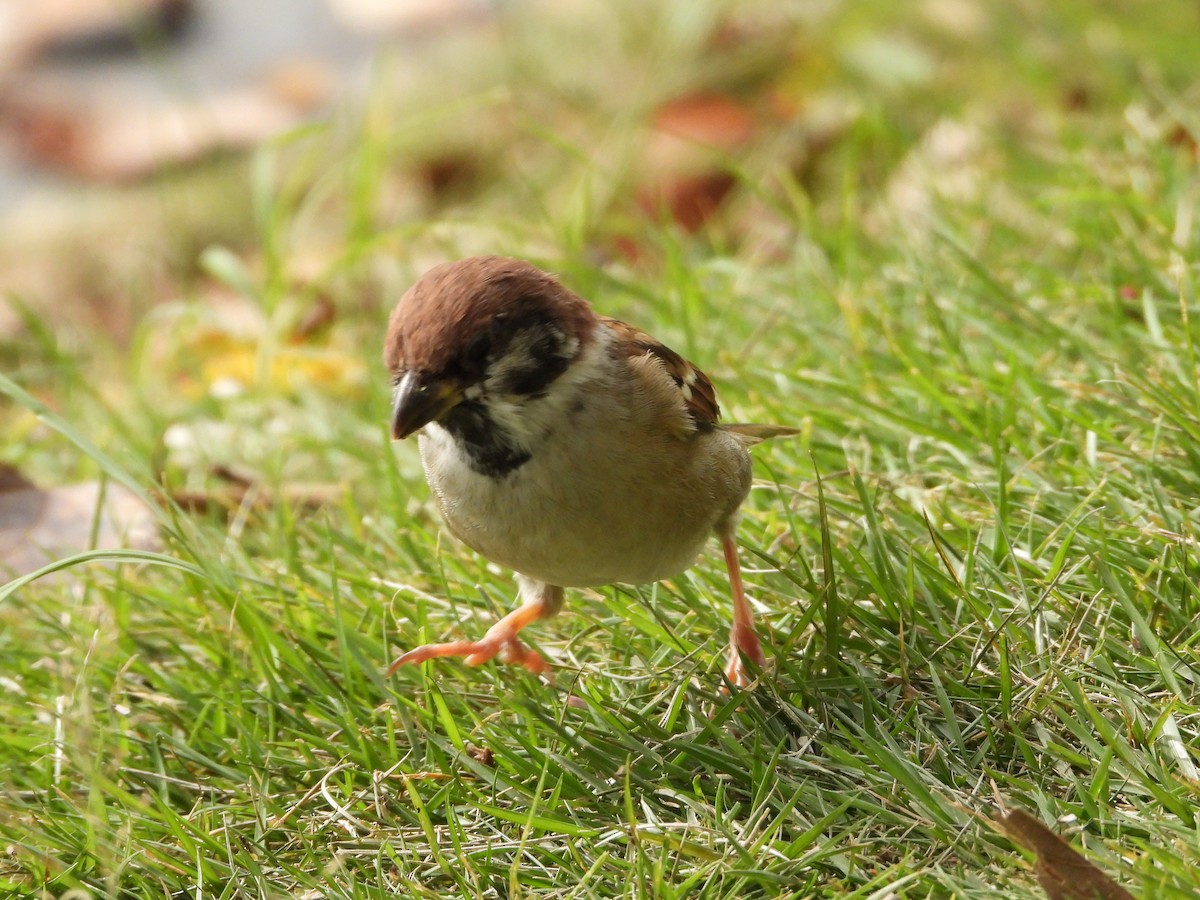 Полевой воробей - ML644515537
