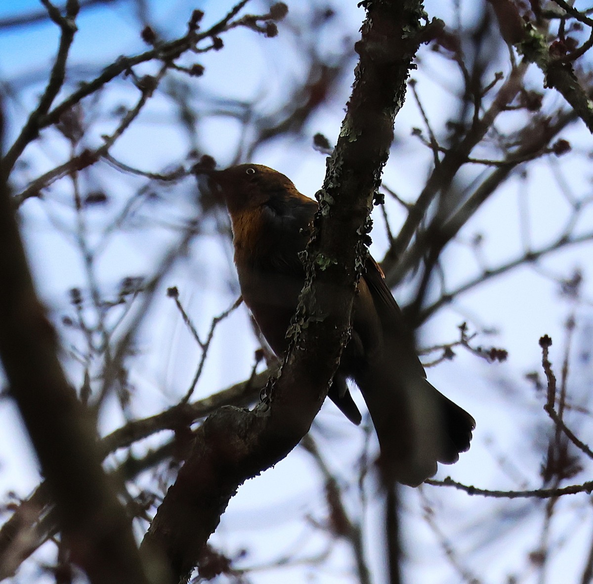 Ржавчатый трупиал - ML644515538