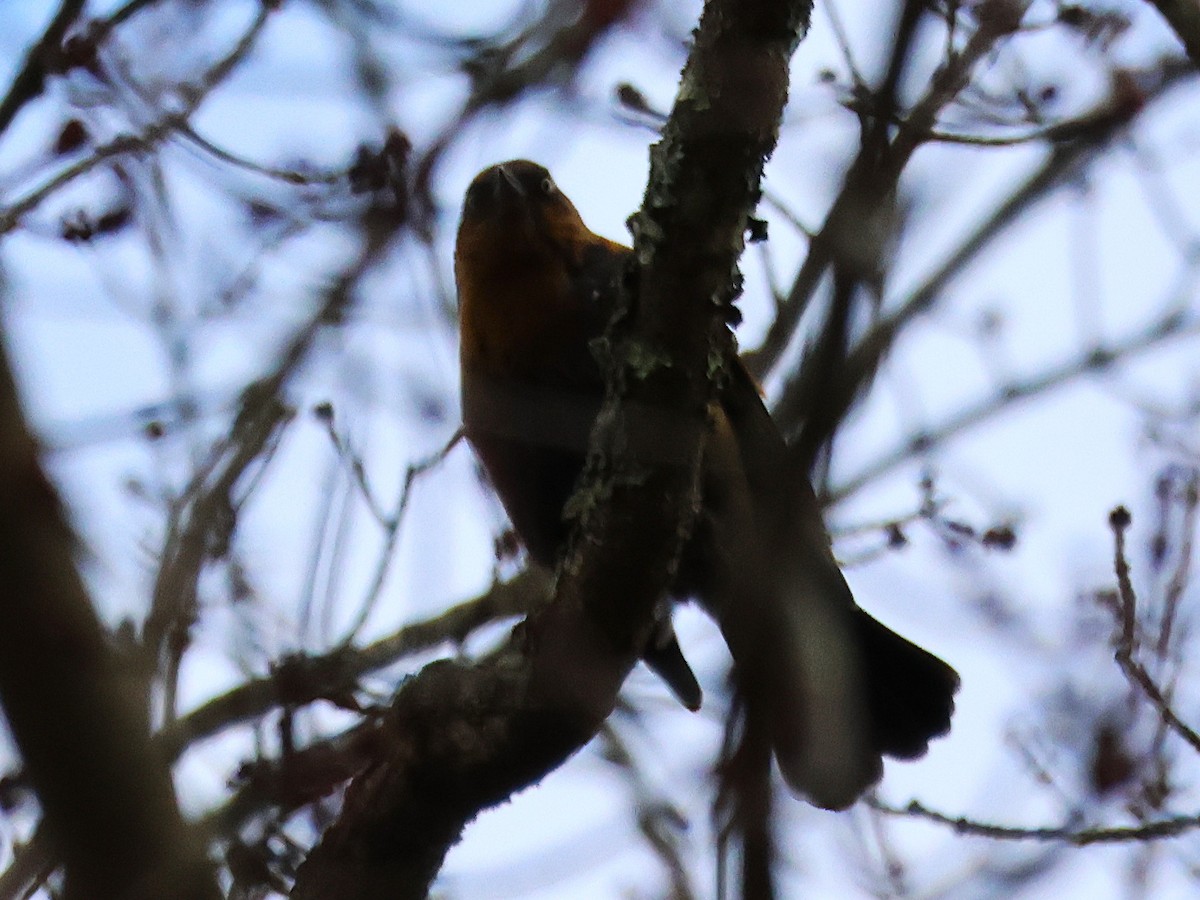 Ржавчатый трупиал - ML644515539