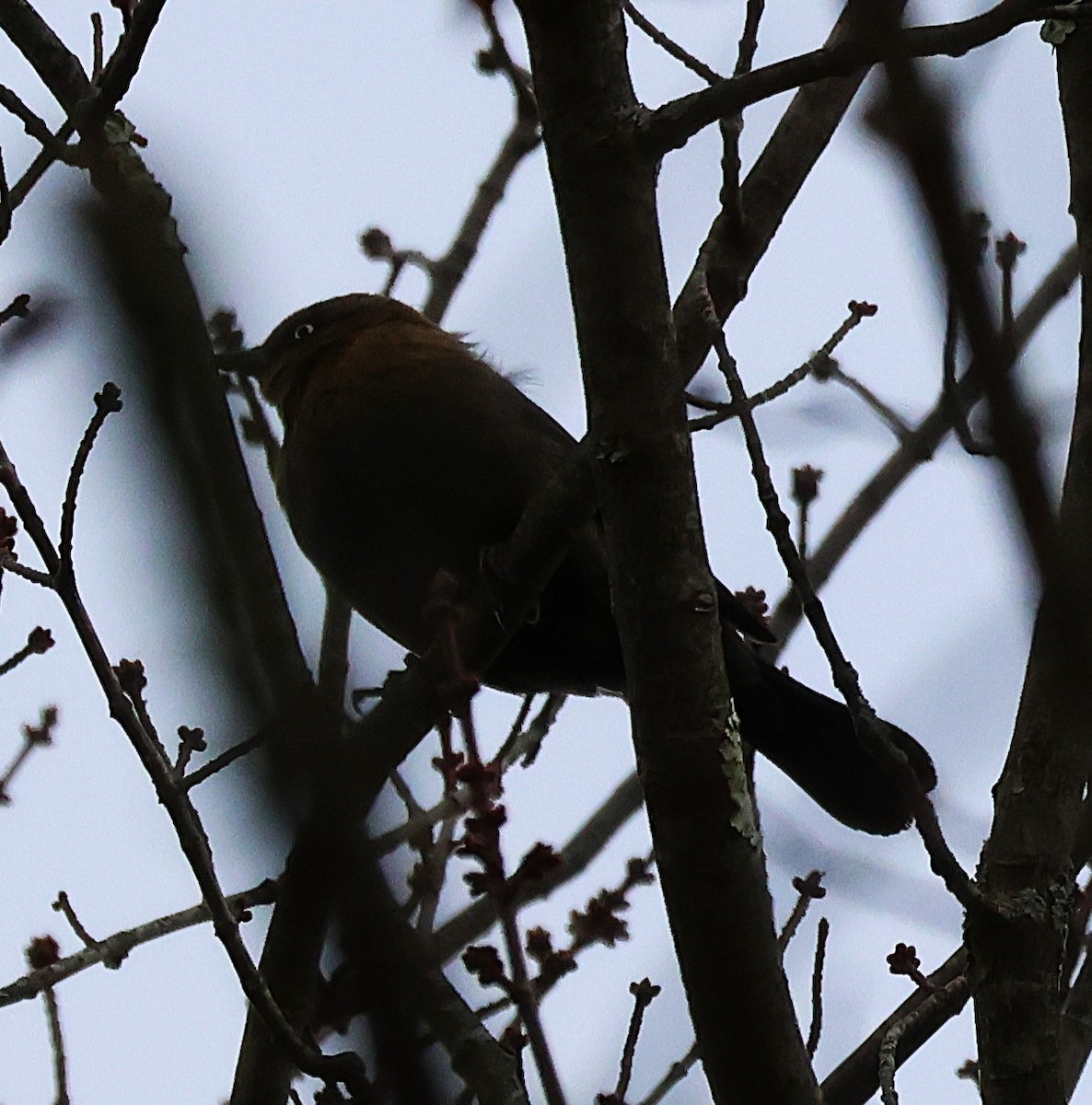 Ржавчатый трупиал - ML644515540