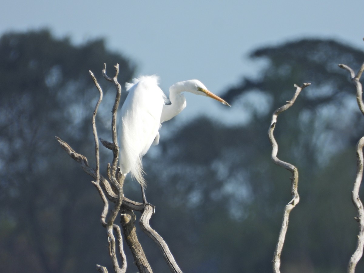 Большая белая цапля (modesta) - ML644515541