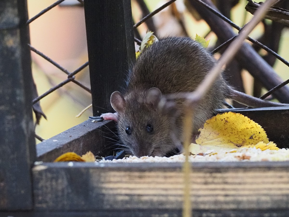 Brown Rat - ML644515544