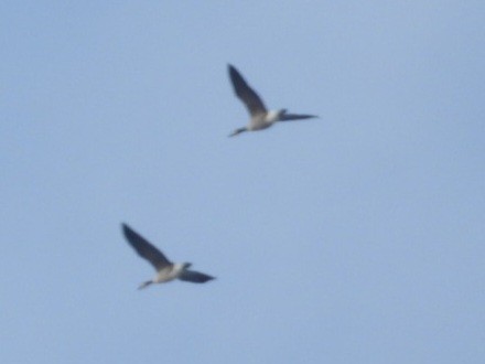 Канадская казарка - ML644515545