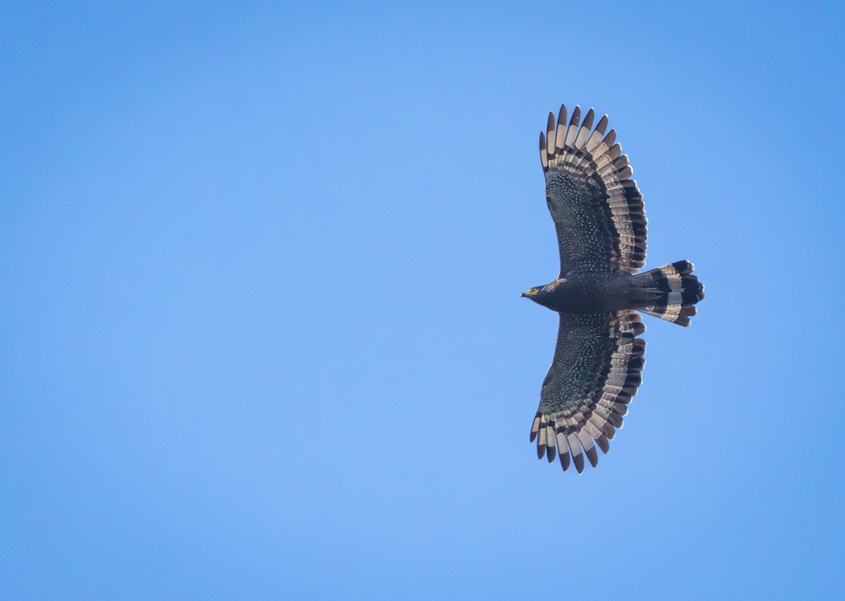 Хохлатый змееяд - ML644515547