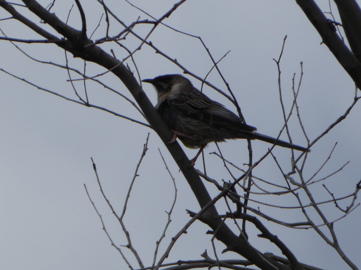 Краснолопастный серёжкоух - ML644515548