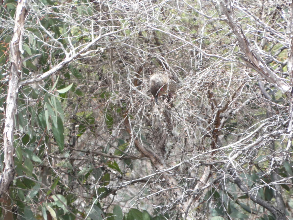 Red Wattlebird - ML644515549